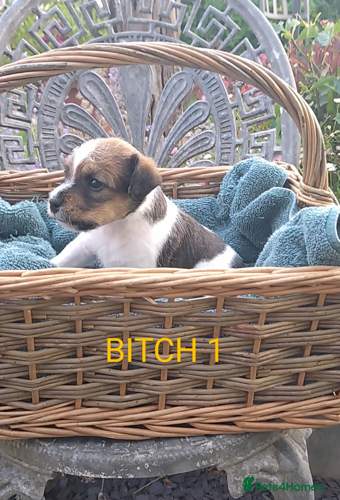 Jack Russell dogs for sale: Tremendous JRT puppies  - Image 28