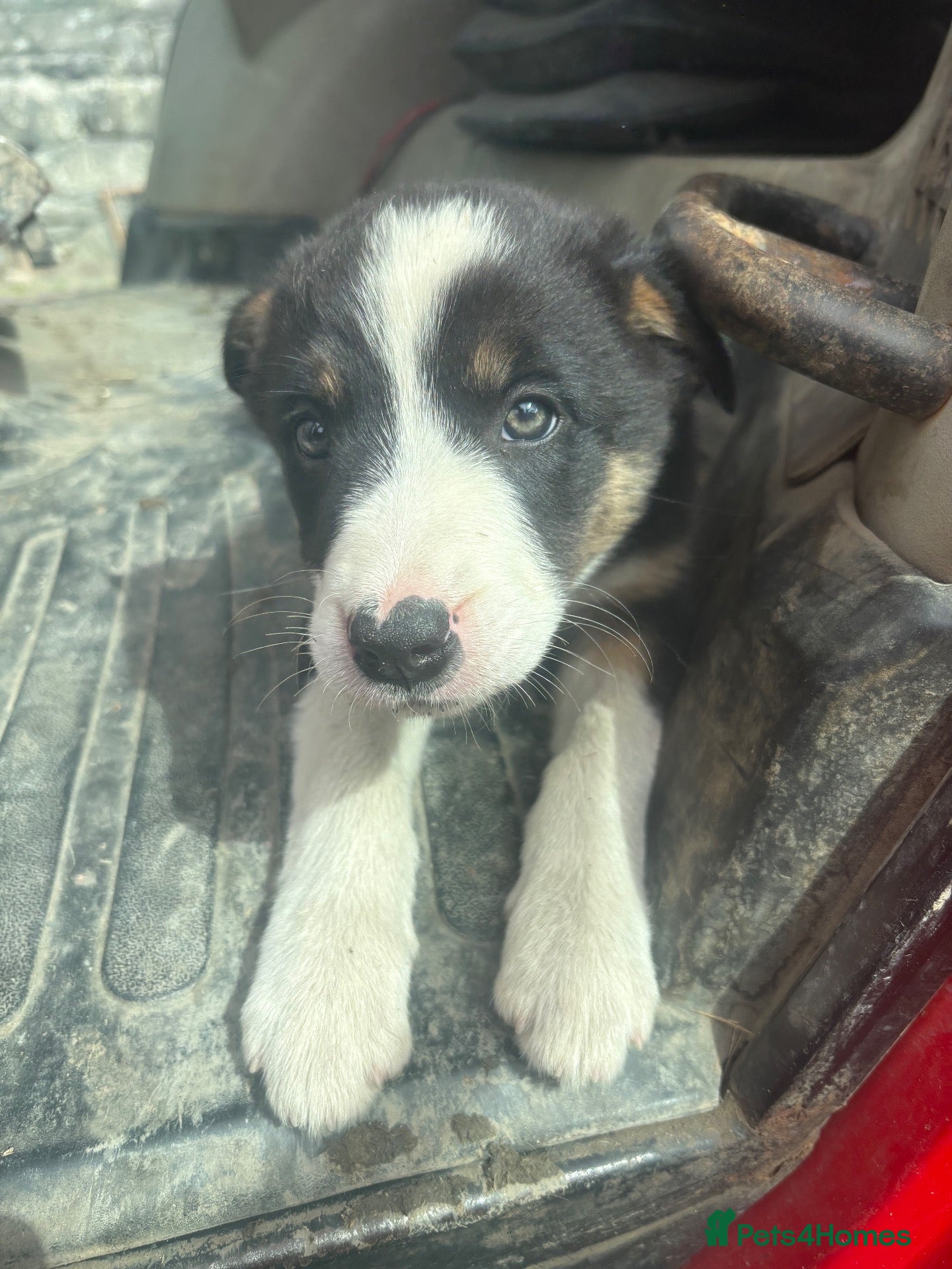 Border Collie dogs 3 female border collie puppies🐶 - Advert 1