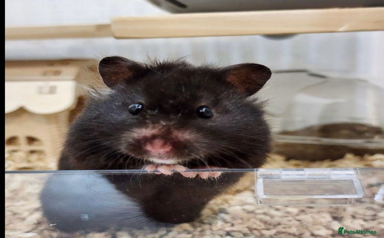 Hamster rodents - Advert 1
