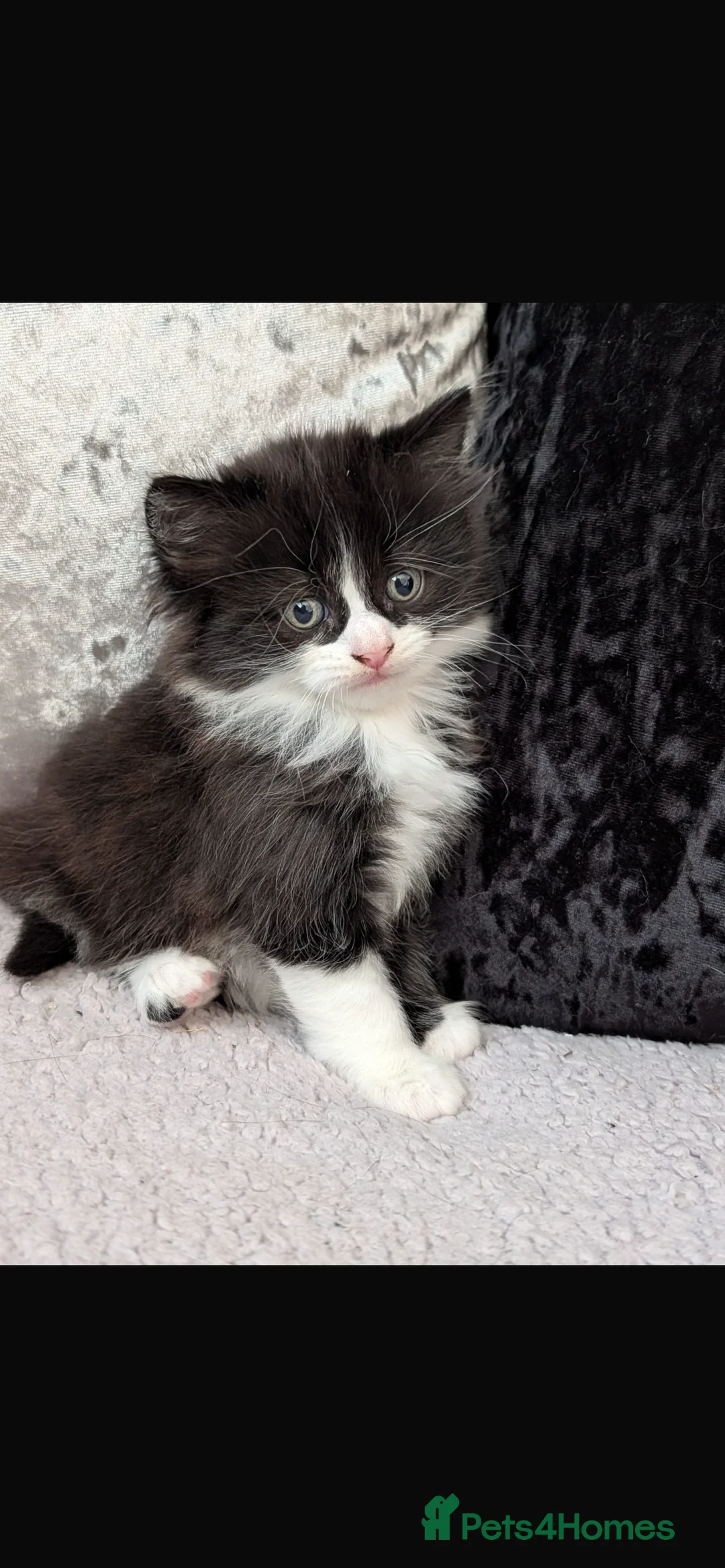 Mixed Breed cats for sale: Female long haired kitten  - Advert 2