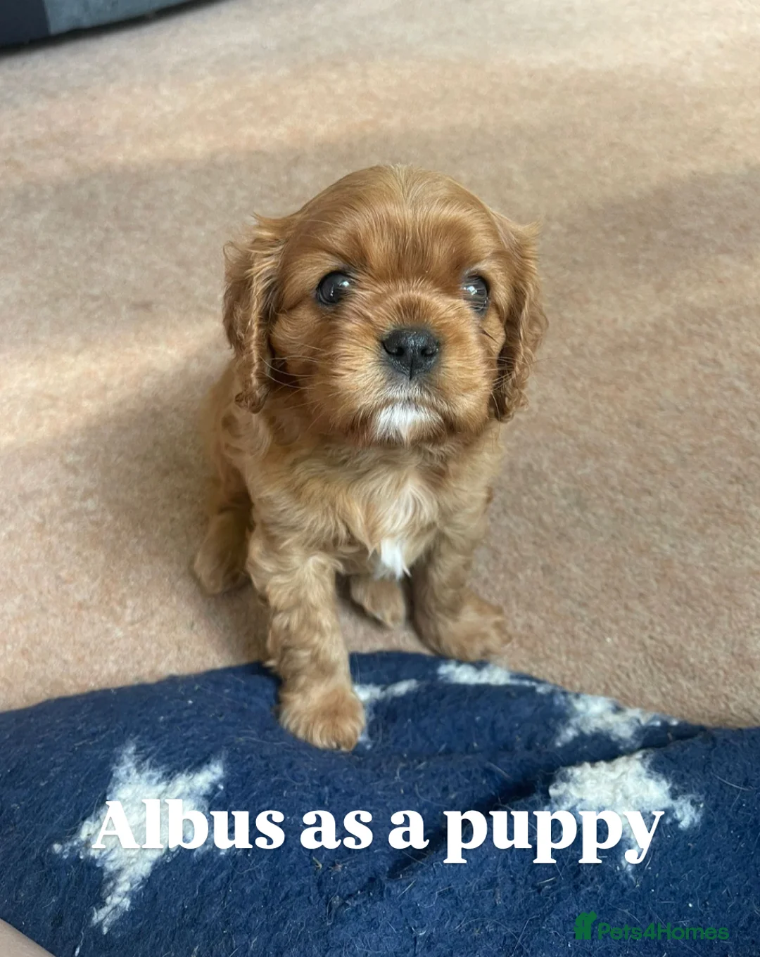 Cavalier King Charles Spaniel dogs for stud: KC Reg Health Tested Proven Cavalier King Charles in Salisbury - Advert 9