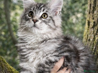 Maine Coon cats Last kitten remaining quality Maine coon kittens - Advert 17