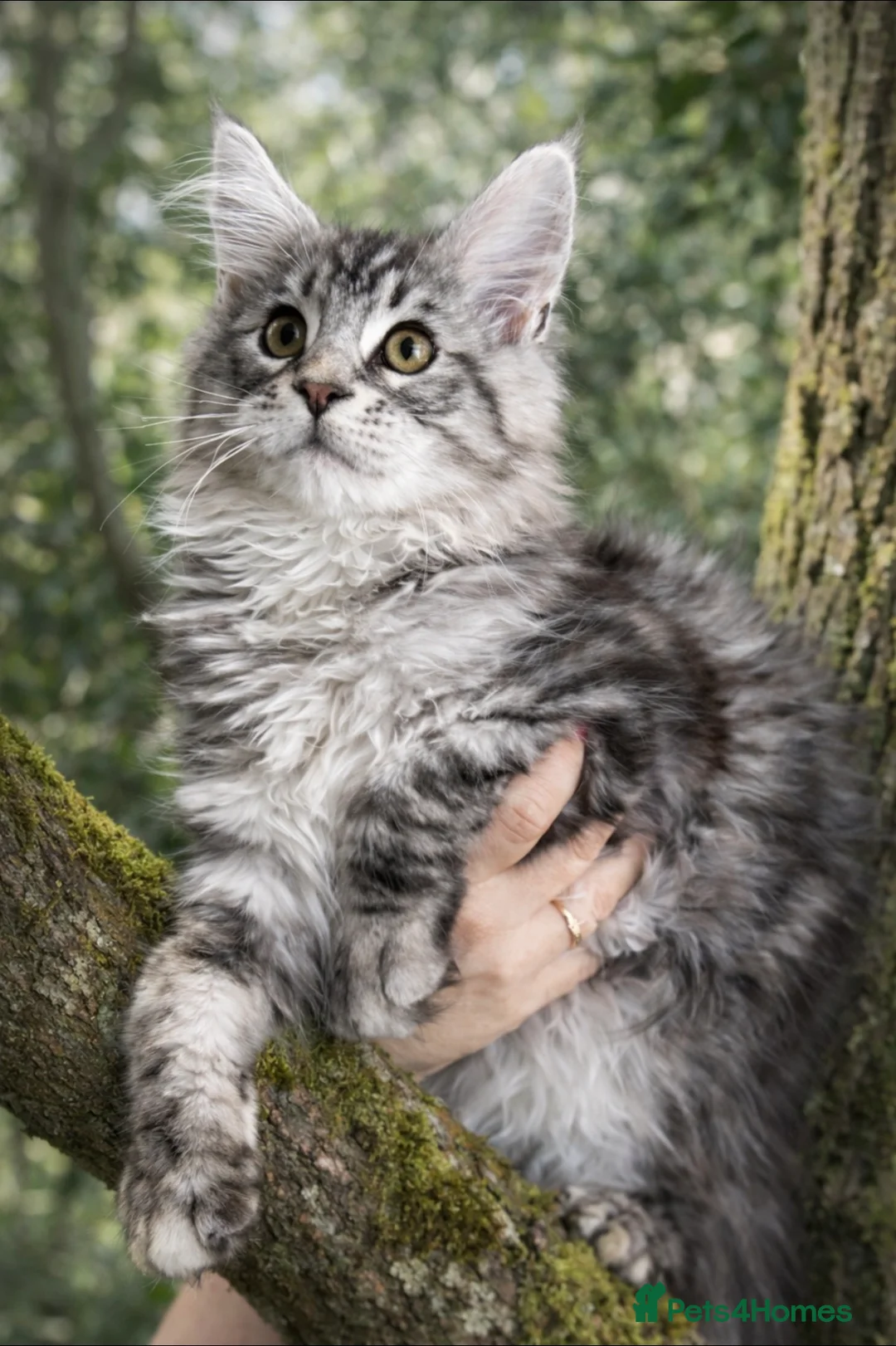 Maine Coon cats for sale: Last kitten remaining quality Maine coon kittens - Advert 1
