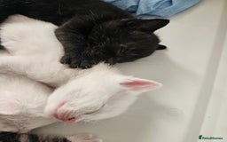 Mixed Breed cats for sale: Kittens Available to Reserve - Image 29