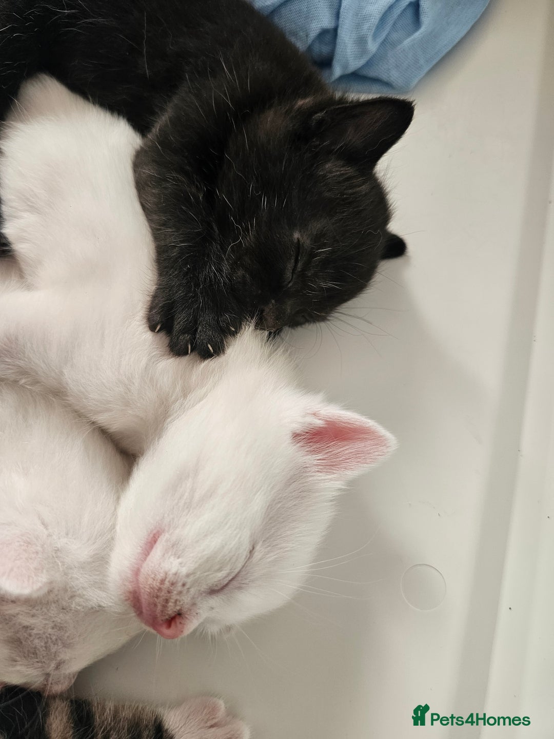 Mixed Breed cats for sale: Kittens Available to Reserve - Image 29