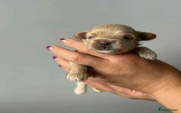 Maltipoo dogs for sale: Tiny F1 Asian Maltipoo puppies. Reserve now! - Image 4