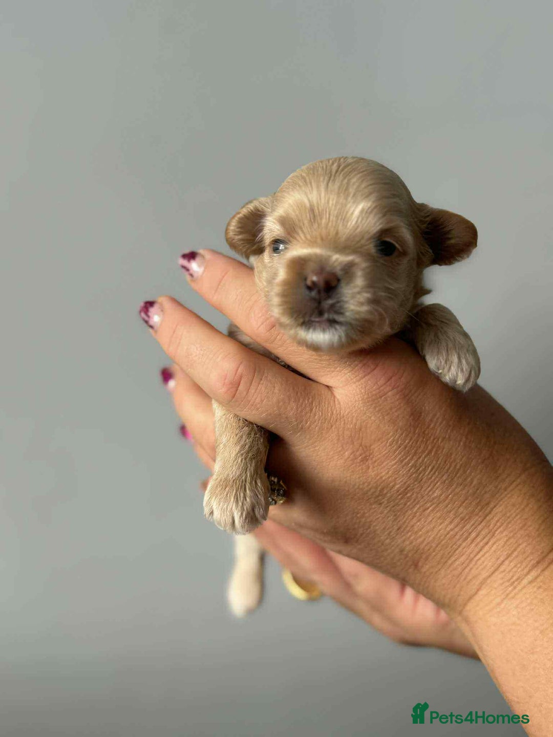 Maltipoo dogs for sale: Tiny F1 Asian Maltipoo puppies. Reserve now! - Image 4