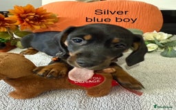 Miniature Dachshund dogs for sale: stunning litter of dachshunds - Image 1