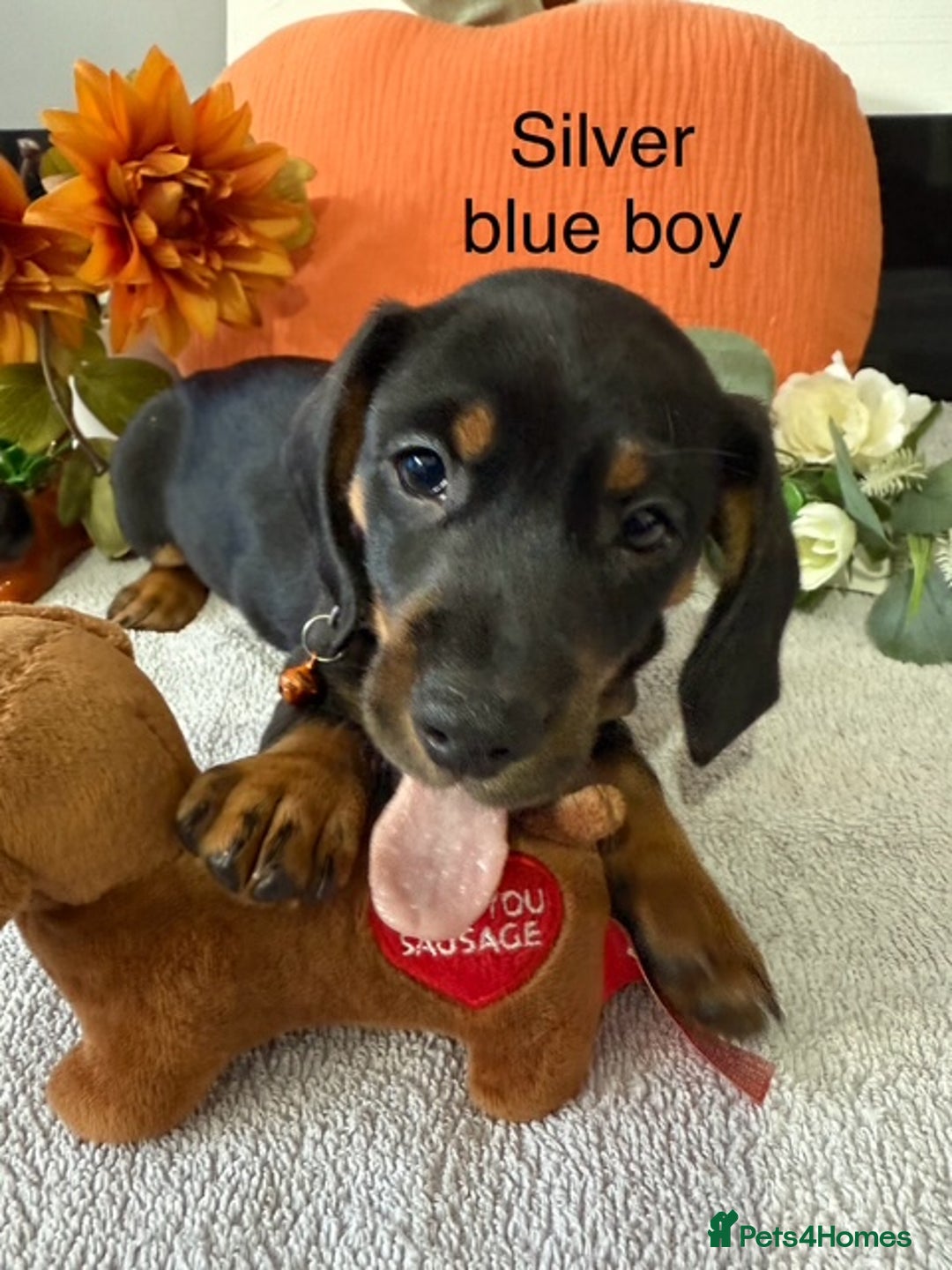 Miniature Dachshund dogs for sale: stunning litter of dachshunds - Image 1