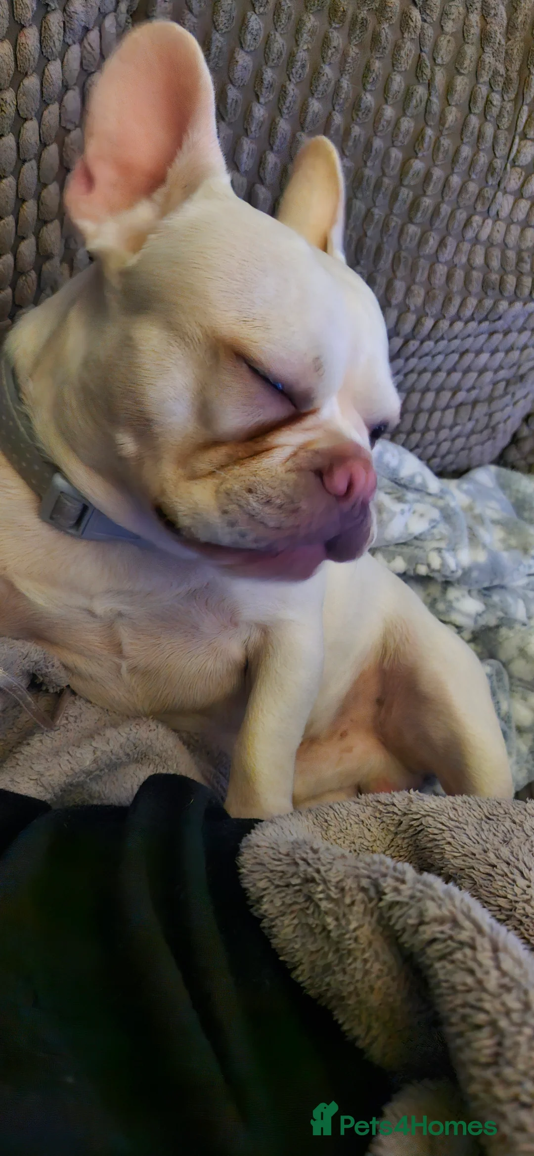 French Bulldog dogs for sale: Mal3 French bulldog  - Advert 2