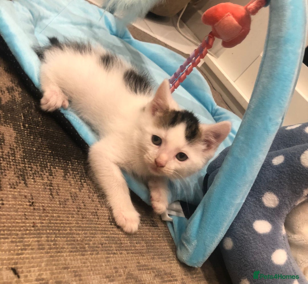 Mixed Breed cats for sale: Lovely kittens 8 weeks old  - Image 10
