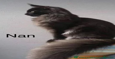 Siberian cats - Advert 12