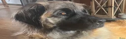 Leonberger dogs for sale: Leonberger Puppies For Sale  - Advert 1