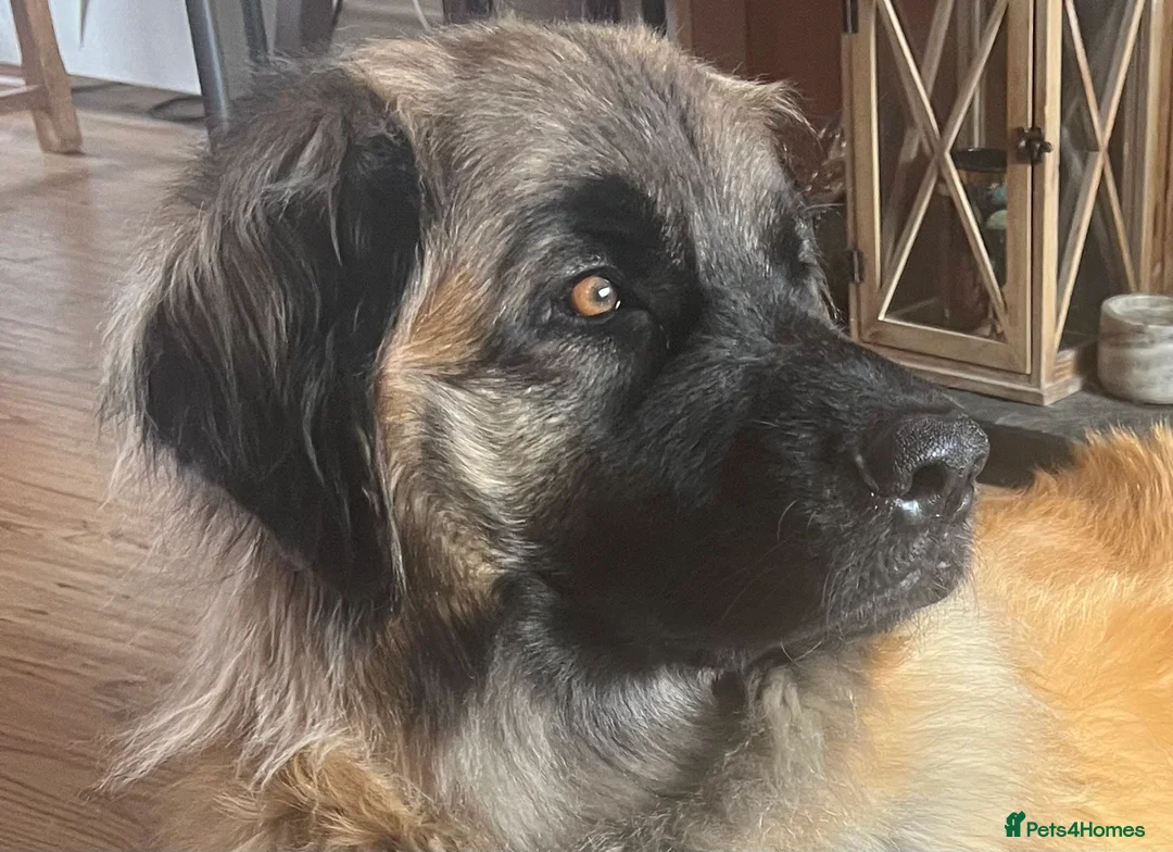 Leonberger dogs for sale: Leonberger Puppies For Sale  - Advert 1