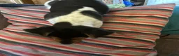 Jack Russell dogs for sale: Docked tail jack russel - Advert 3