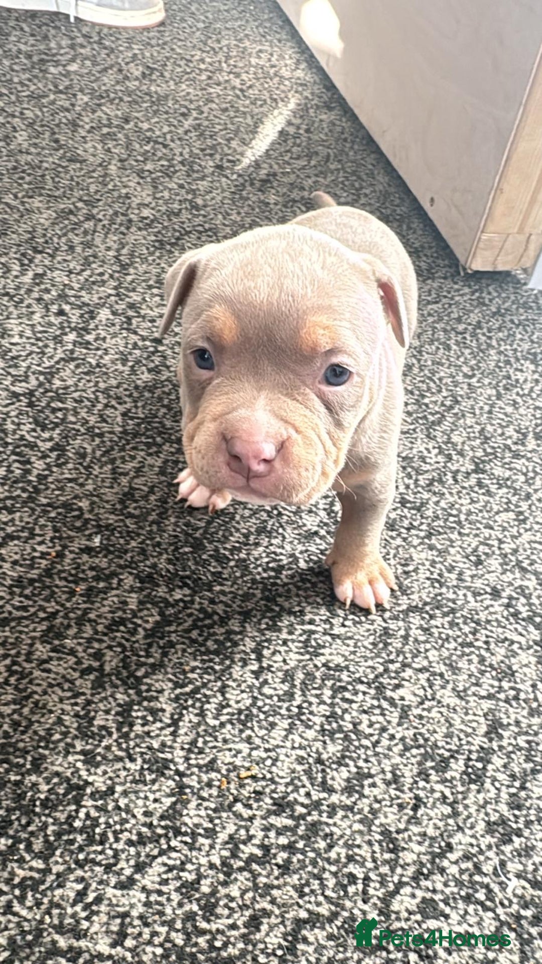 American Bully dogs for sale: Beautiful little pocket bullies for sale - Advert 27