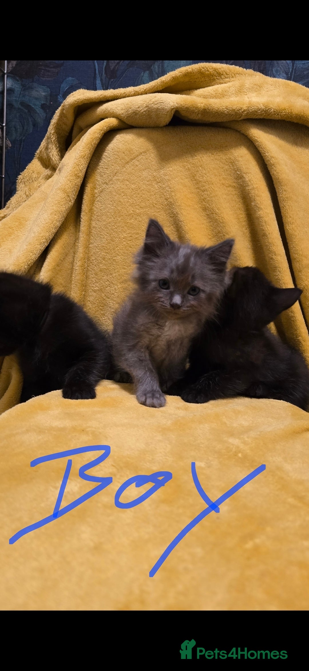 Mixed Breed cats for sale: Beautiful half ragdoll kittens - Image 10