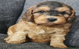 Cockapoo dogs for sale: Stunning Quality F1 Chocolate sable Cockapoo pups - Image 9