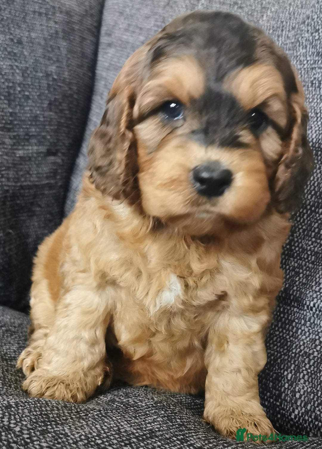 Cockapoo dogs for sale: Stunning Quality F1 Chocolate sable Cockapoo pups - Image 9