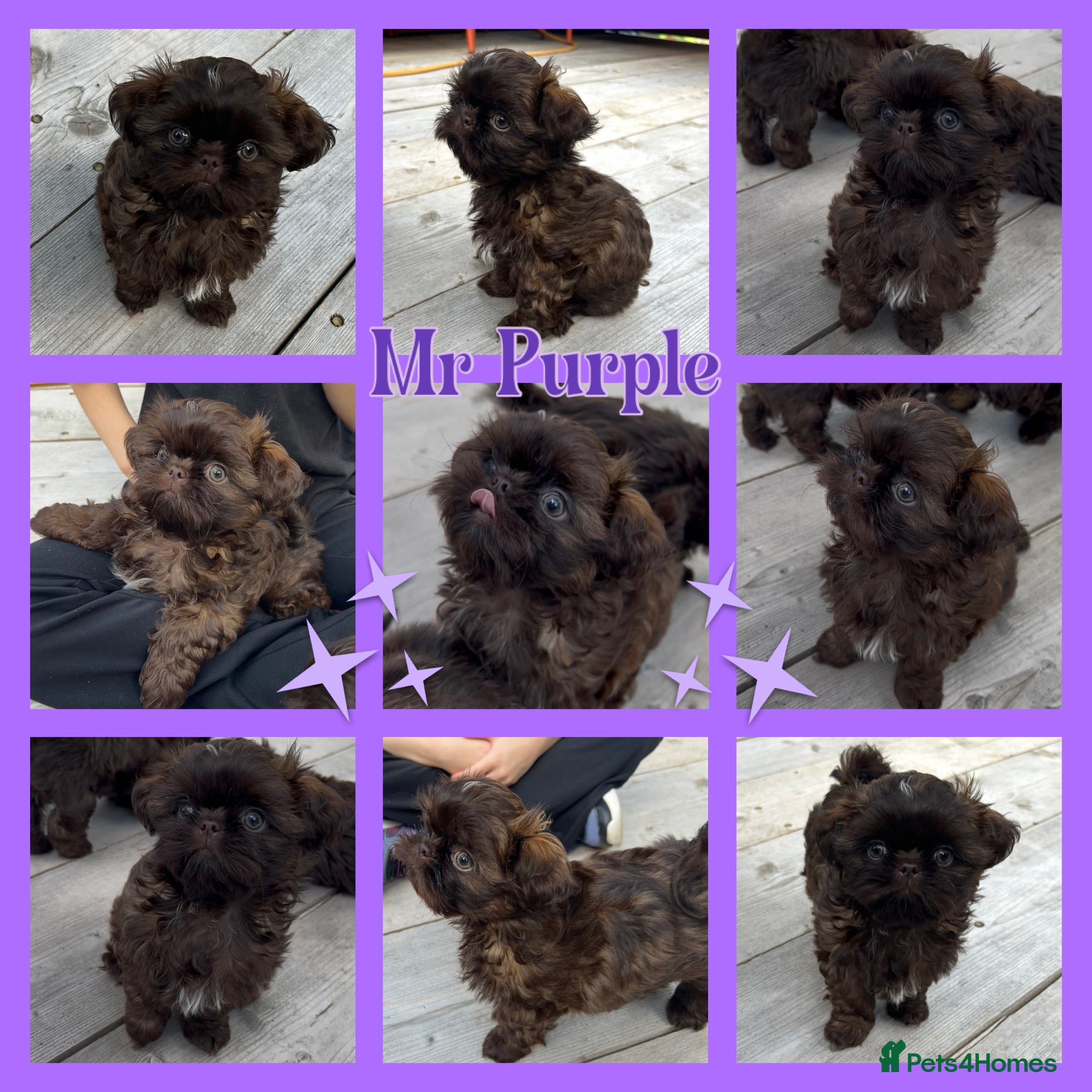 Shih Tzu dogs KC true chocolate imperial Shihtzu puppies  - Advert 15