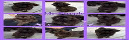Shih Tzu dogs for sale: KC true chocolate imperial Shihtzu puppies  - Advert 1