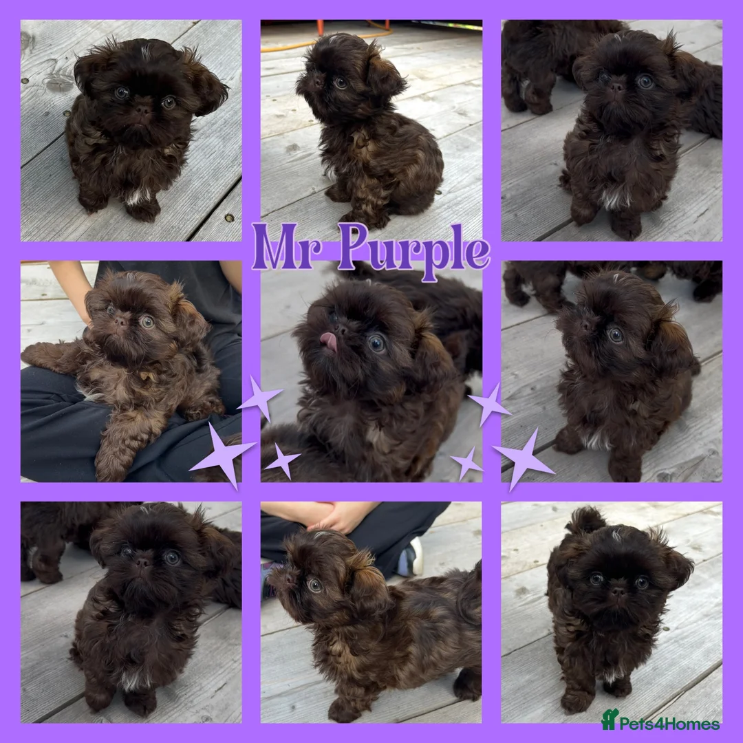 Shih Tzu dogs for sale: KC true chocolate imperial Shihtzu puppies  - Advert 1