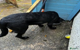 Labrador Retriever dogs for sale: 7 month old lab - Image 2