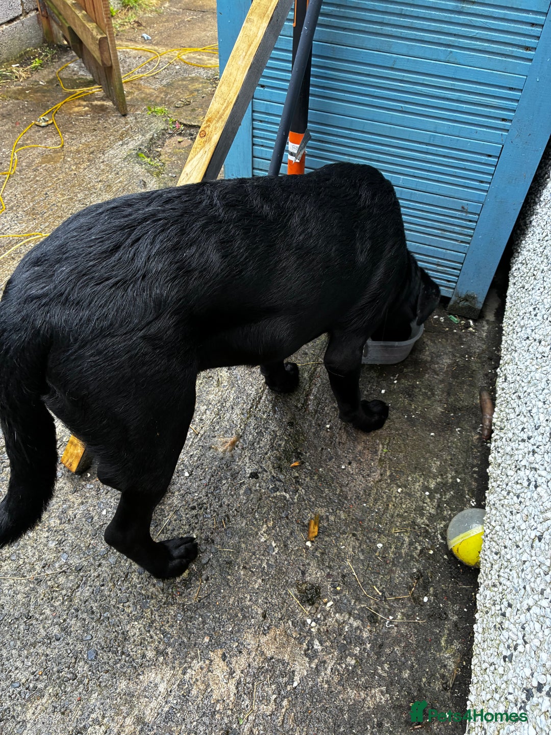 Labrador Retriever dogs for sale: 7 month old lab - Image 2