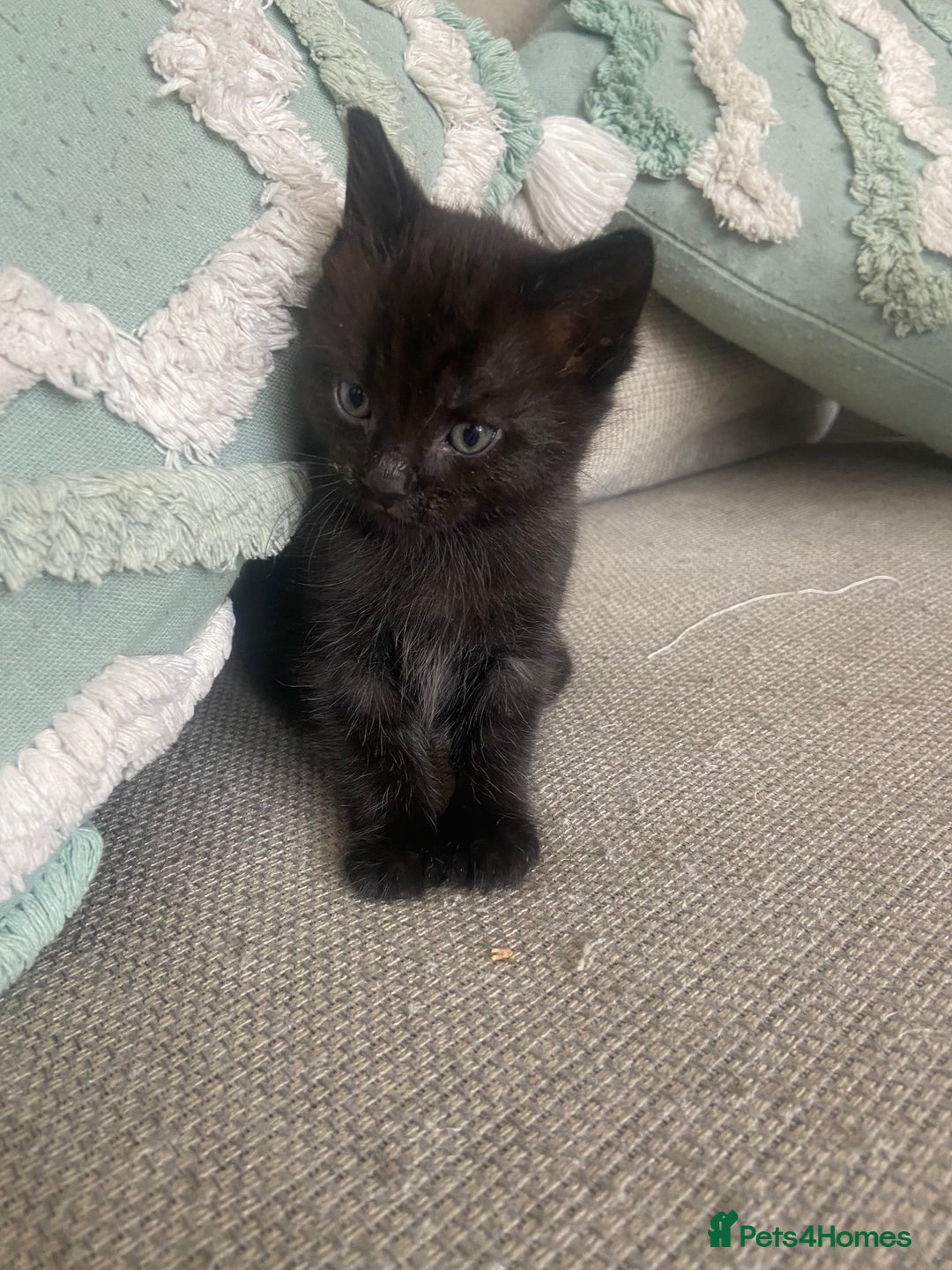 Mixed Breed cats for sale: Beautiful friendly kittens  - Image 2