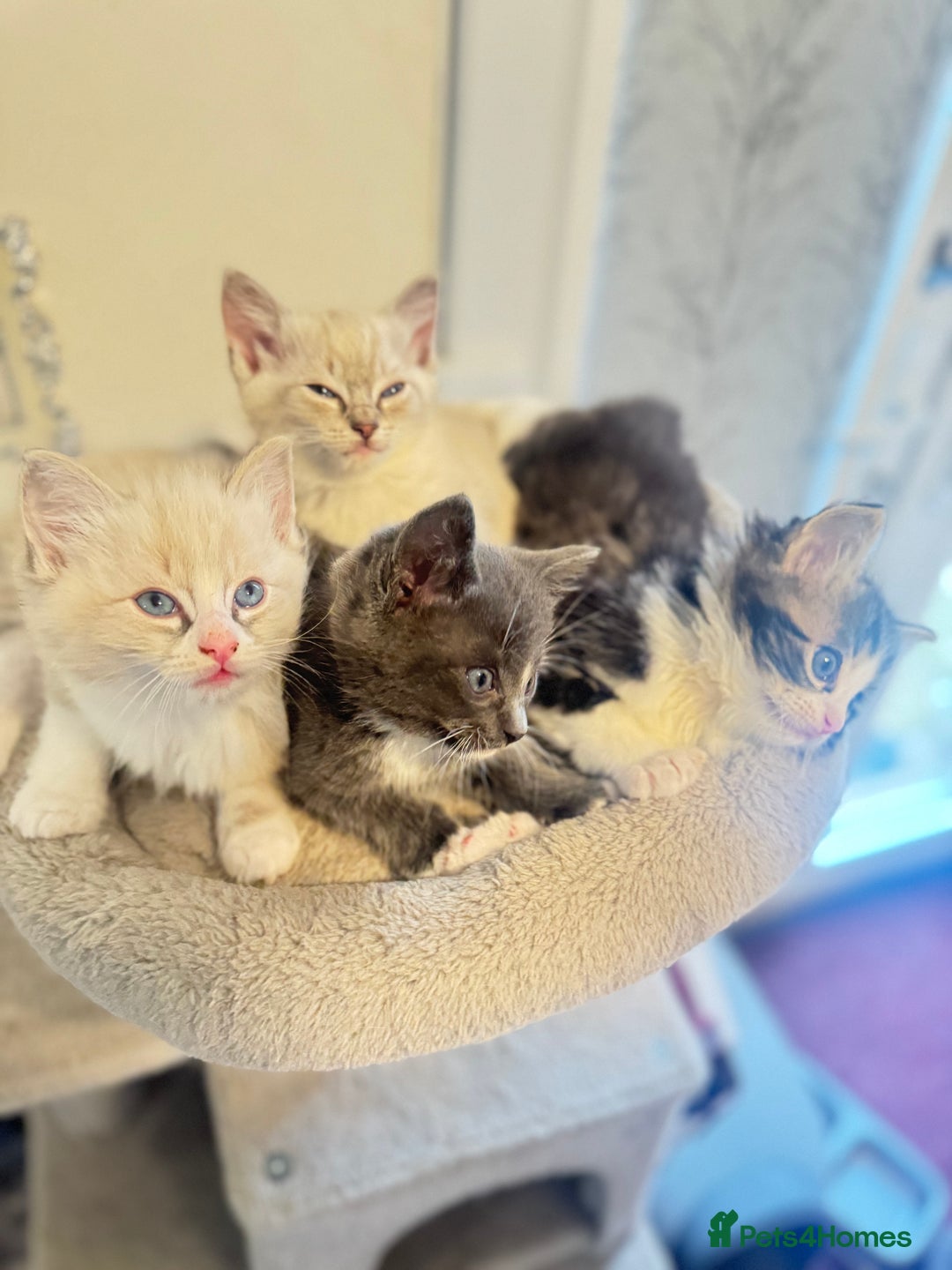 Ragdoll cats for sale: Beautiful Ragdoll Kittens - Advert 4
