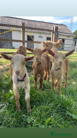 Goats livestock - Advert 12