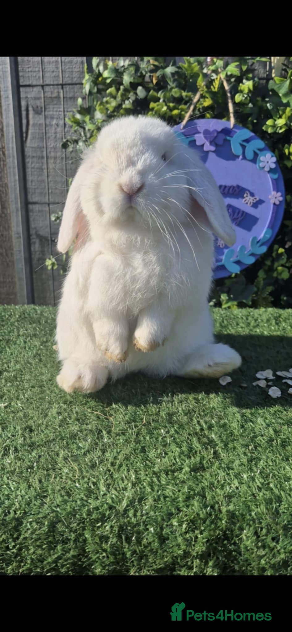 Mini Lop rabbits Beautiful Mini lop babies ready now 9 weeks  - Advert 10
