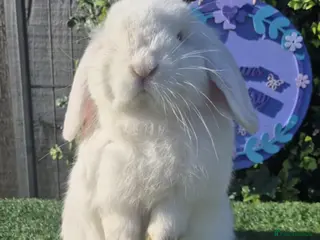 Mini Lop rabbits Beautiful Mini lop babies ready now 9 weeks - Advert 10