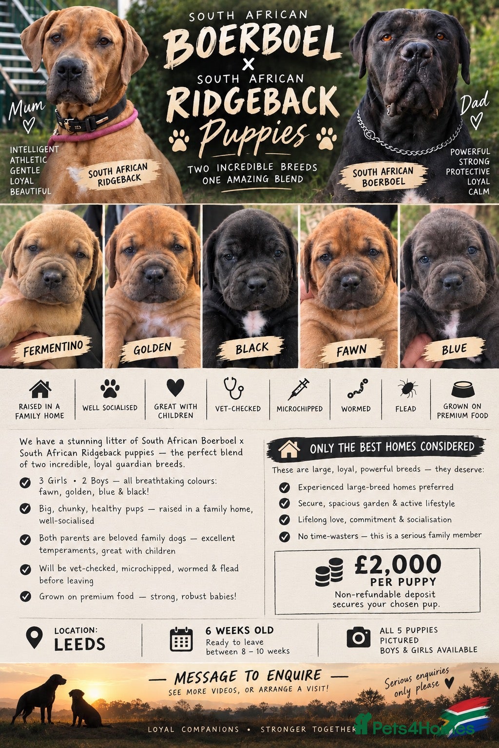 Mixed Breed dogs Stunning Boerboel x Ridgeback puppies  - Advert 2