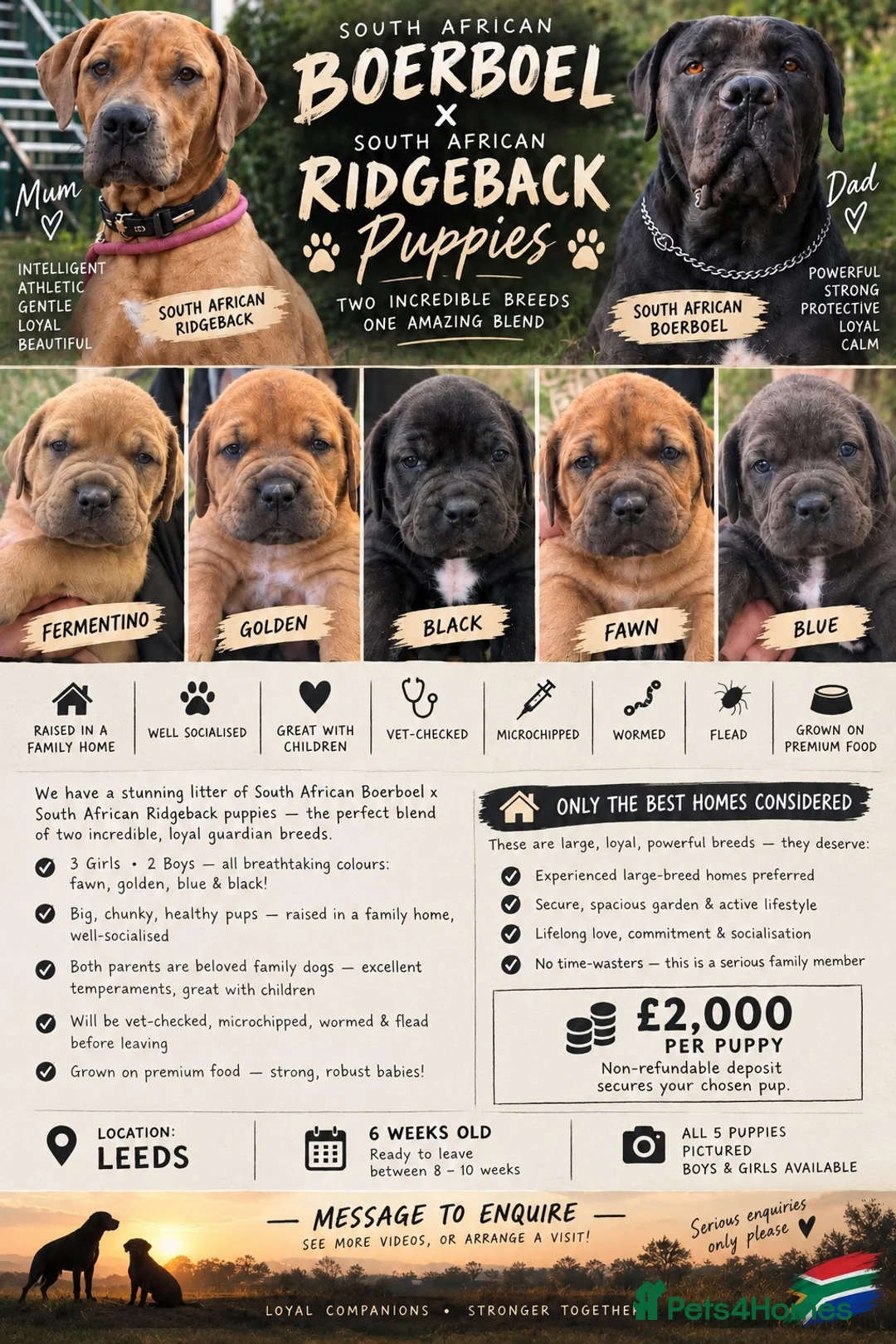 Mixed Breed dogs for sale: Stunning Boerboel x Ridgeback puppies  - Advert 1