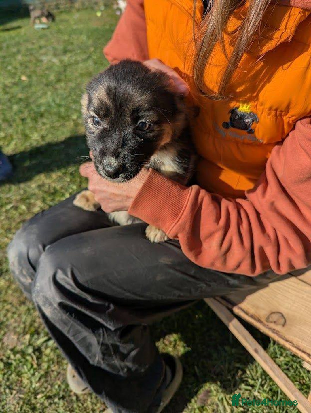 Mixed Breed dogs for adoption: Pocahontas for adoption - Advert 7