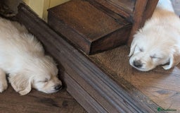 Golden Retriever dogs for sale: ❤️ Superb Litter of Golden Retriever Puppies ❤️ - Image 33