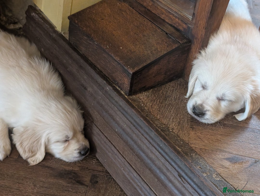 Golden Retriever dogs for sale: ❤️ Superb Litter of Golden Retriever Puppies ❤️ - Image 33