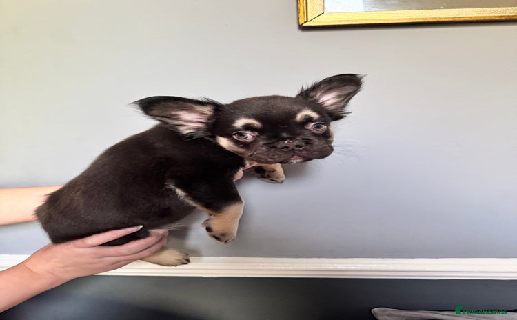 French Bulldog dogs - Advert 7