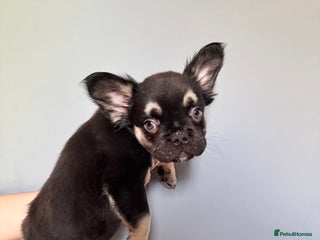 French Bulldog dogs - Advert 1