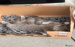 British Shorthair cats for sale: Retired female British shorthair ready now - Image 3