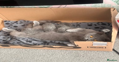 British Shorthair cats - Advert 1