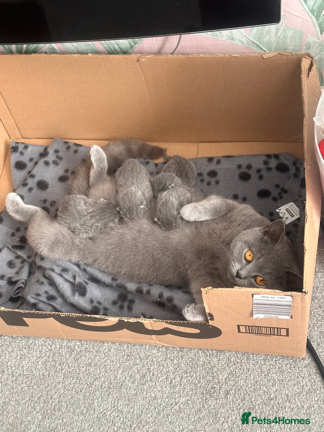 British Shorthair cats for sale: Retired female British shorthair ready now - Image 3