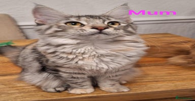 Maine Coon cats 😻 X3 Gorgeous Male Maine Coons Kittens Ready 😻 - Advert 9