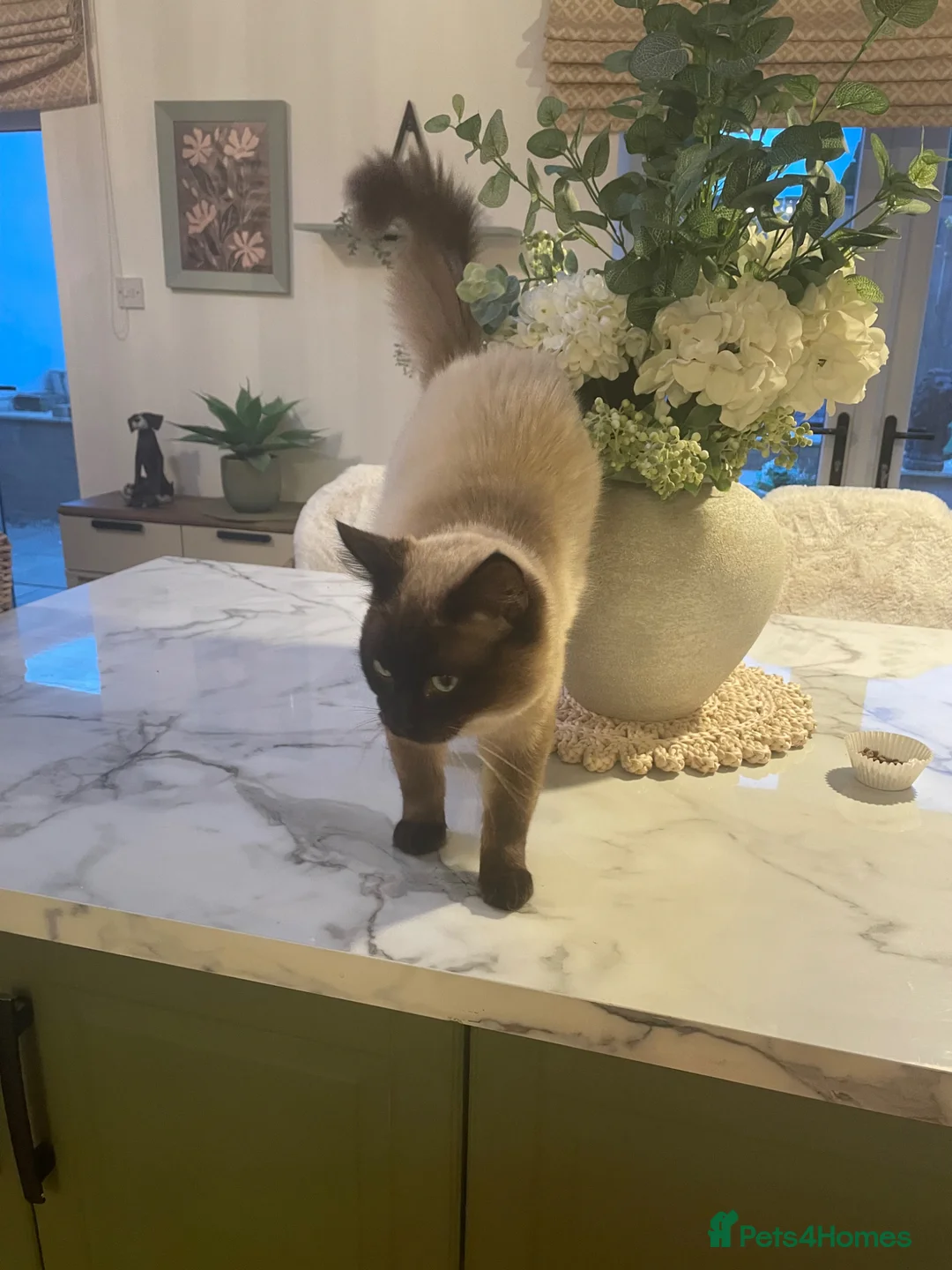 Ragdoll cats for sale: Ragdoll  - Advert 3