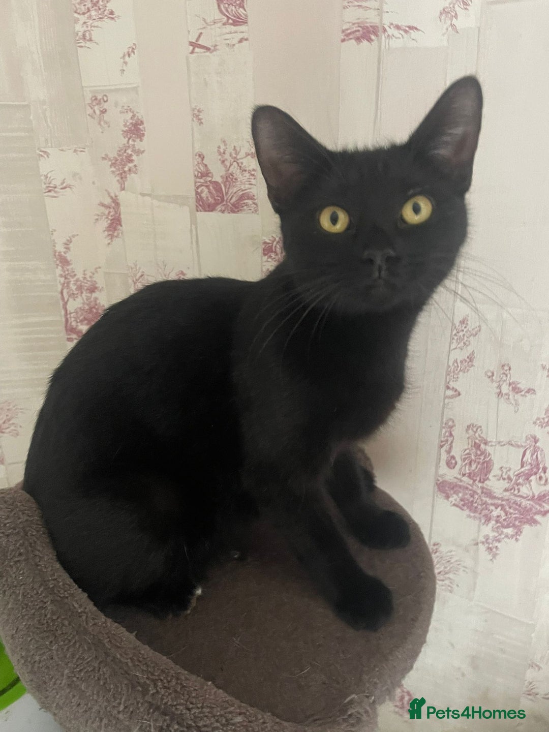 Mixed Breed cats for sale: Adorable kittens - Advert 2