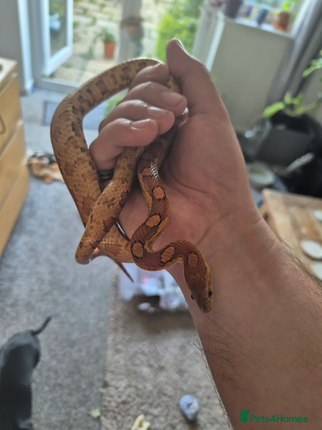 Corn Snake reptiles for sale: Corn snake 5 years old - Advert 1