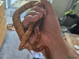 Corn Snake reptiles Corn snake 5 years old - Advert 1