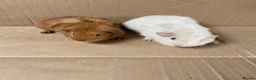 Guinea Pig rodents for sale: Male Guinea Pigs For Sale - Advert 3