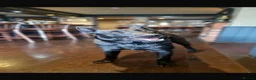 Belgian Shepherd Dog dogs for sale: Belgium Malonis  in Darlington - Advert 1